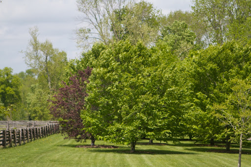 The last time I showed these beech trees, they were still holding onto last autumn's dried leaves. Look at them now!