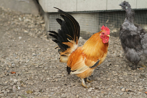 This colorful fellow is a Japanese Bantam Black Tailed Buff rooster and the hen next to him is a Blue Silkie Bantam, which lays white eggs.