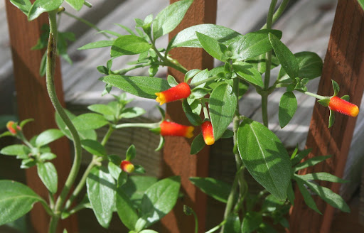 This is manettia, or candy corn, an unusual annual vine. Hummingbirds enjoy the waxy one-inch blooms.