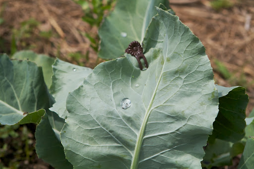 Do you know why these leaves are clipped? This is a cauliflower plant and to keep the heads nice and white and to prevent them from developing an off flavor, the leaves are folded up and over the cauliflower head and fastened in order to protect it from sunburn.