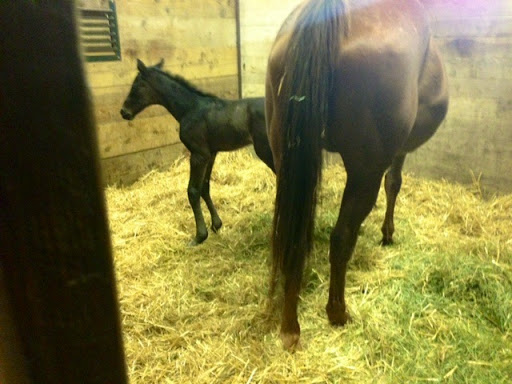 A new foal, just 7 hours old, was born the night before our visit. It was so amazing to see this 140-pound foal stand on its legs for the first time and gain footing.