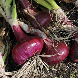 Brunswick is a deep red-to-purple flattened type of onion that is very mild and sweet. I love growing many types of onions.