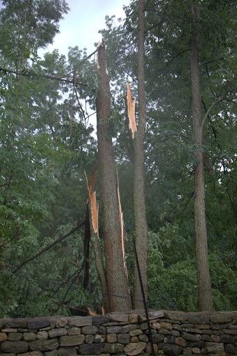 These large maples were destroyed.