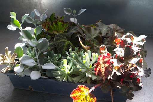 In addition to begonias, Ryan also rooted succulent plants in much the same manner.