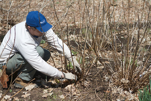 Regular removal of a few of the oldest canes at the soil line can keep the shrub vigorous, helping it produce larger and more abundant flowers.