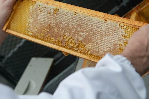 D.J. Haverkamp removed two honey supers from the white hives. Here is a frame from one of those supers, all nicely capped with this season's pure farm honey.