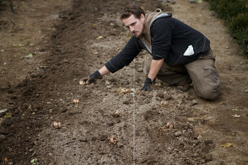 He spaced them evenly, about 12-inches apart, in rows of three, staggering the middle row. Staggering makes the beds look fuller when the plants emerge from the ground.
