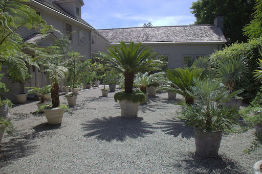 Many other tropical plants are located in the courtyard located on the road side of my house. These include cycads, giant ferns, agaves, Bismarkia palms, and fig trees.