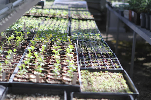 We try to grow all the vegetables and many perennials from seed. That way, you grow exactly what varieties you want and the plants tend to be better quality than nursery stock.