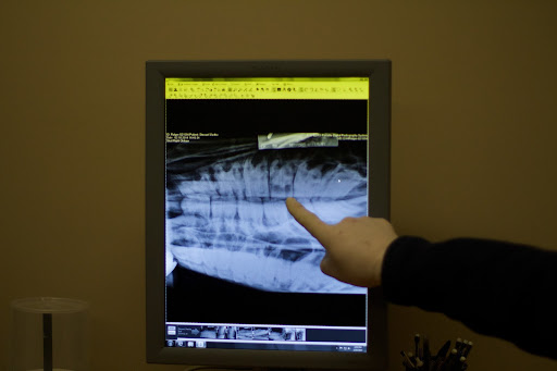 My vet, Dr. Elizabeth Kilgallon, was waiting for the horses to arrive. She referred to an X-ray of the affected area so as to pinpoint the bad tooth. It was quickly revealed!