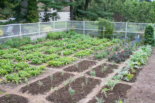 This area has foxglove that Ryan grew from seed. It will bloom profusely next year. There are also delphinium and snapdragons.