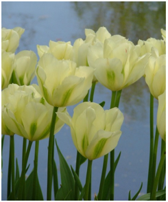 According to the Van Engelen catalog - This award-winner is ivory-white with soft green featherings and light green anthers.
