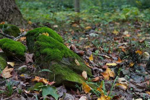 The emerald moss is so vibrant upon this rock - a good indication of generous rainfall.