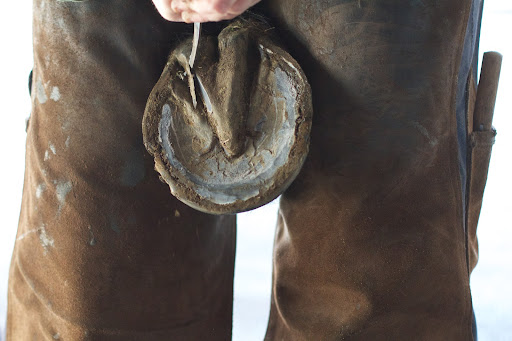 She then grabs her hoof knife and cleans the hoof bottom.