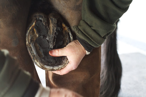 Linda protects the bottom of the hoof by packing it with a hoof packing material.