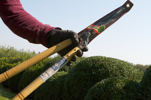 All the pruning is done by hand using these excellent, sharp Japanese clippers that I found in Japan.
