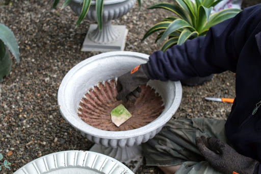 One rainy afternoon, Ryan planted several iron urns to adorn the property. He always starts the container planting process by placing a shard of pottery over the drain holes to prevent the soil from draining out.