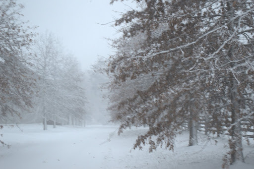 An allee is, of course, a walk or passage, especially one between two rows of evenly planted trees.