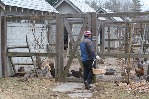 The hens wait anxiously for Phurba's arrival because, once the eggs are collected, it's also feeding time.