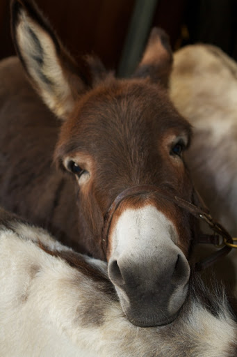 What an adorable face!