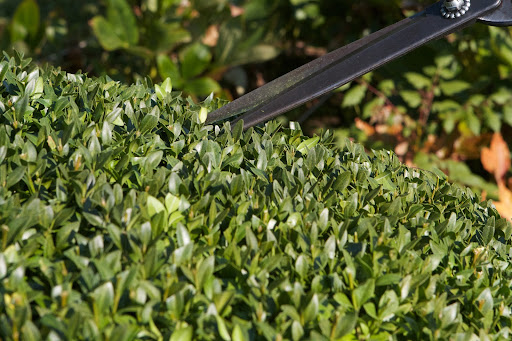I instructed the pruning crew to also snip down into the boxwood so that it doesn't appear too well-groomed. I also think it helps to get air circulation into the shrub.