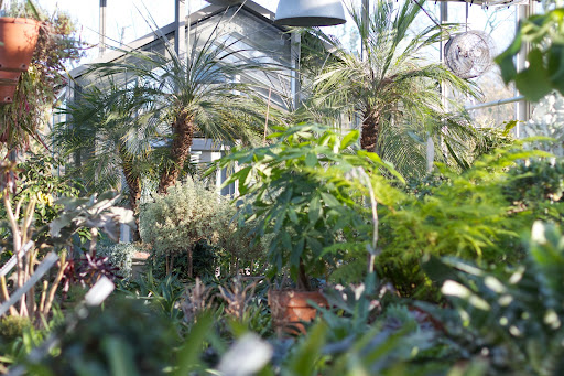Two large pygmy date palms are positioned at one end.