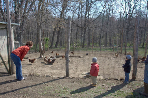 She then took them to see the mature chickens.