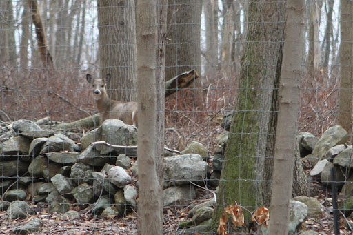 A white-tailed deer on the neighbor's property. My farm is completely surrounded with deer fencing