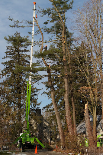 After removing the branches, the climber attached himself to the tree trunk using a three-point system. He had a life line wrapped around another tree, his climbing harness around the tree he was on, and his feet firmly spiked into the wood.