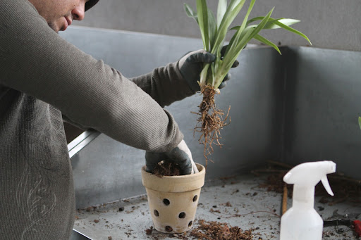 Like all orchids, oncidium do not like wet feet and are usually planted in a coarse, fast draining media.