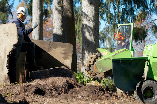 The grinder is driven into position. It has a high-speed disk with teeth that grind the stump and roots into small chips.