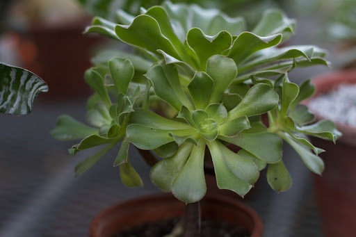 A green aeonium, also known as the saucer-plant.