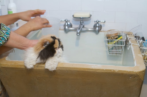 Cats are notoriously skittish about water. The key is to make it as gentle an experience as possible, and it's important to talk to the cat in soothing tones throughout the process.