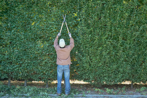 They started by pruning the lower sides of the hedges, creating flat faces. We really like these Okatsune Japanese hedge shears.