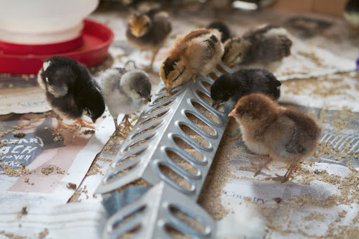 Chickens start to lay eggs about 4 or 5 months of age. Young chickens are called pullets and pullets lay small-size eggs.