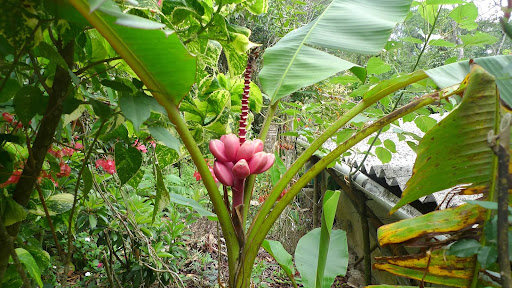 These pink bananas are ornamental, but many edible varieties of banana are grown here, and are commonly used in Kerala cuisine, in stews and curries and fried into chips.