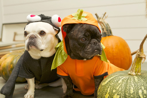 They modeled quite a few costumes on this edition of the Daily Wag. Check it out to see them all.