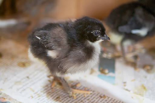 Daylight affects egg laying and summer is the high laying season. In the winter, with fewer daylight hours, egg production drastically decreases.