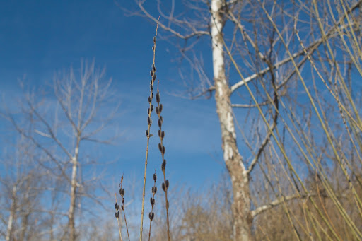 Once the roots form, pussy willow can then be potted into liner pots with moist soil for a few more week while their roots develop.