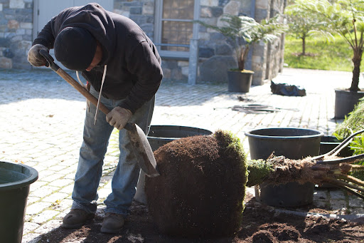 He also used the flat edge of a shovel to cut through the bottom roots.