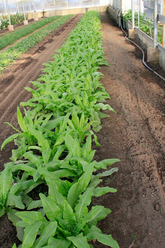 The produce is used in the Blue Hill Restaurant and also sold in their farm market every Friday, Saturday, and Sunday. http://www.stonebarnscenter.org/products/farm-market.html