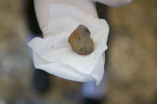 With a little bit of wiggling, the plug was removed. No need to pry with the screwdriver! The plug was set in place after the extraction to guard against infection.