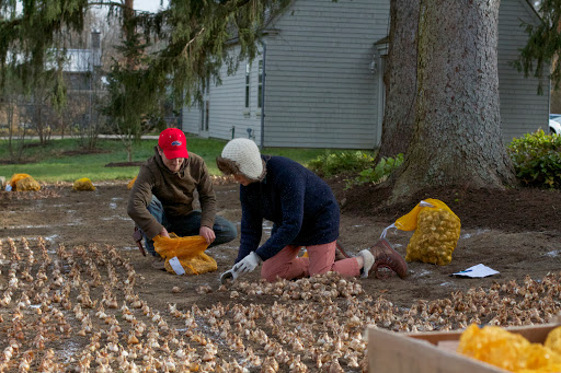 Planting that way took more than a week, as the first order of bulbs was a bit overambitious - 5,000!