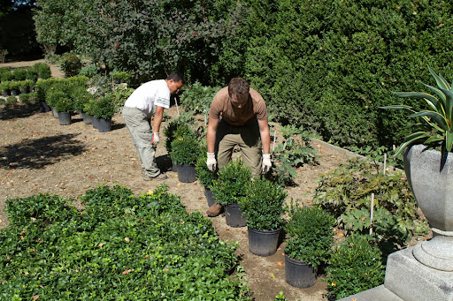 Early one morning I drew a diagram and reviewed with Ryan where and how I wanted all that boxwood planted. Here he and Gyurme are positioning the 50 Green Velvet boxwood plants in the summerhouse boxwood garden.