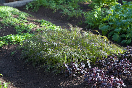 Growing next to the shiso is another Japanese plant called mizuna, or Japanese mustard. Like arugula, mizuna has a peppery flavor that is delicious eaten raw or in cooked dishes.