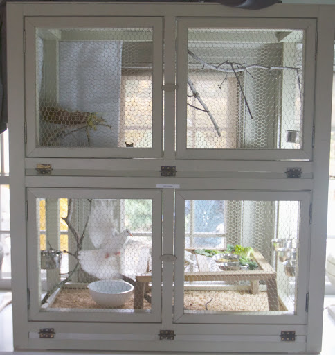 This is a very nicely designed cage with plenty of room for the doves to stretch their wings. It also has four large doors, which makes cleaning a snap.