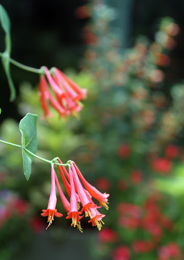 A close up of the more common Coral honeysuckle, which Charlie purchased at one of his favorite nurseries.