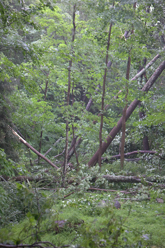 The narrow path of the twister runs right through a very wooded area.