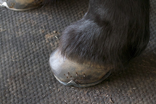 The tips of the nails emerge through the hoof.