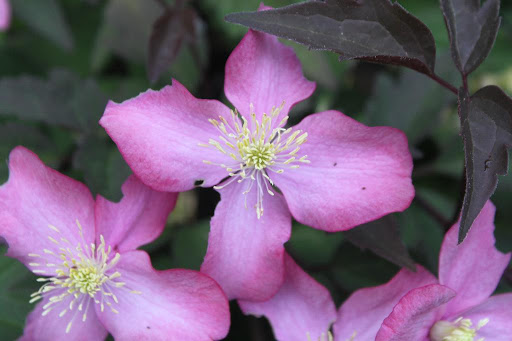 Clematis montana var. rubens 'Tetrarose' - A vigorous grower, the beautiful rose-colored flowers contrast nicely with the bronze-tinted foliage.